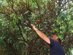 Sahilde Muhabbet Kuşu Kovalamacası