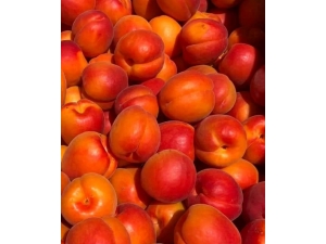 Başkan Şeker: "Sofralık Kayısıda Mut Rakipsiz"