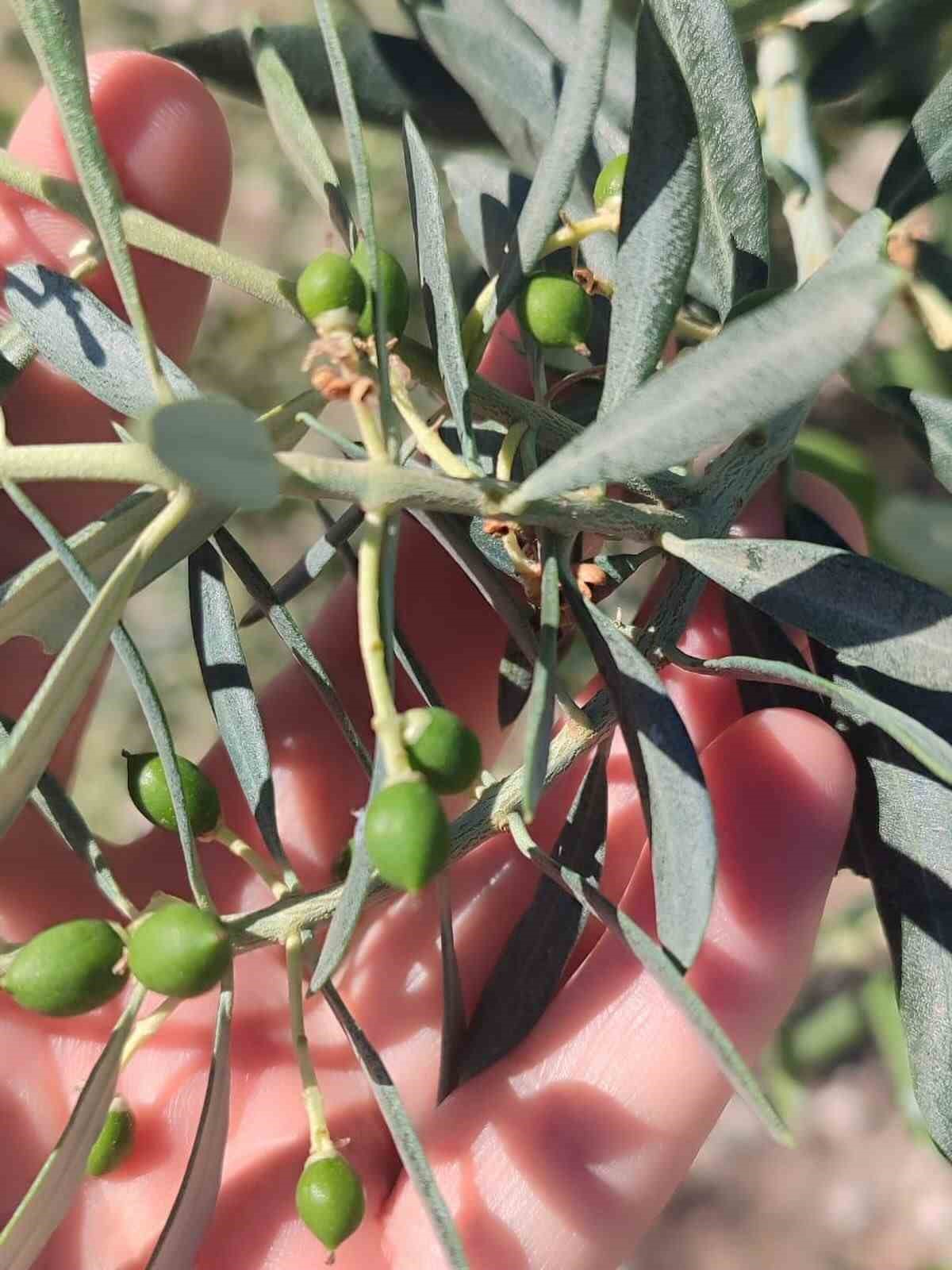 didim-de-zeytin-ureticilerine-zeytin-guvesi-uyarisi