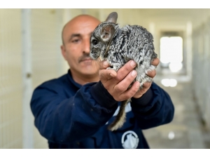 Çinçillalar Koruma Altında