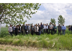 Akıllı Azotlu Gübre İle Buğday Rekoltesi Artacak