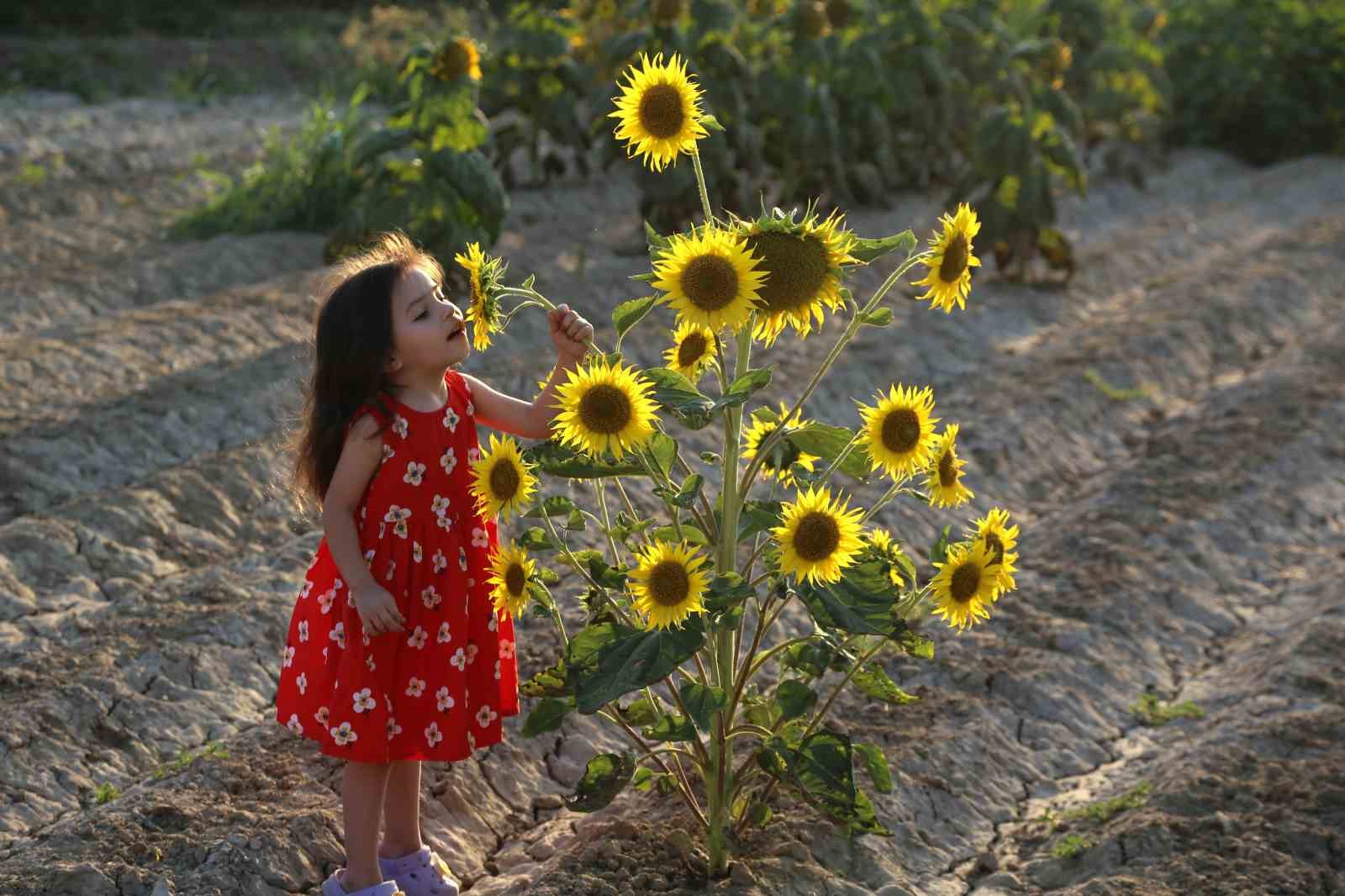 aycicegi-tarlalari-fotografcilarin-yeni-gozdesi-oldu