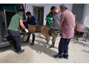Bilecik’te Aracın Çarptığı Ayı Tedavi Altına Alındı