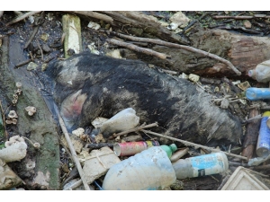 Büyük Menderes Nehri’nde Hayvan Leşleri Tehlike Saçıyor