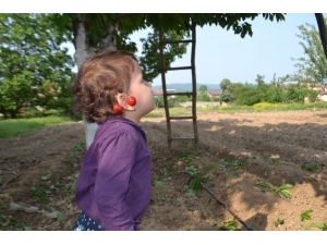 Kiraz Hasadı Başladı; Tarlada Fiyat 5 İle 8 Tl Arasında