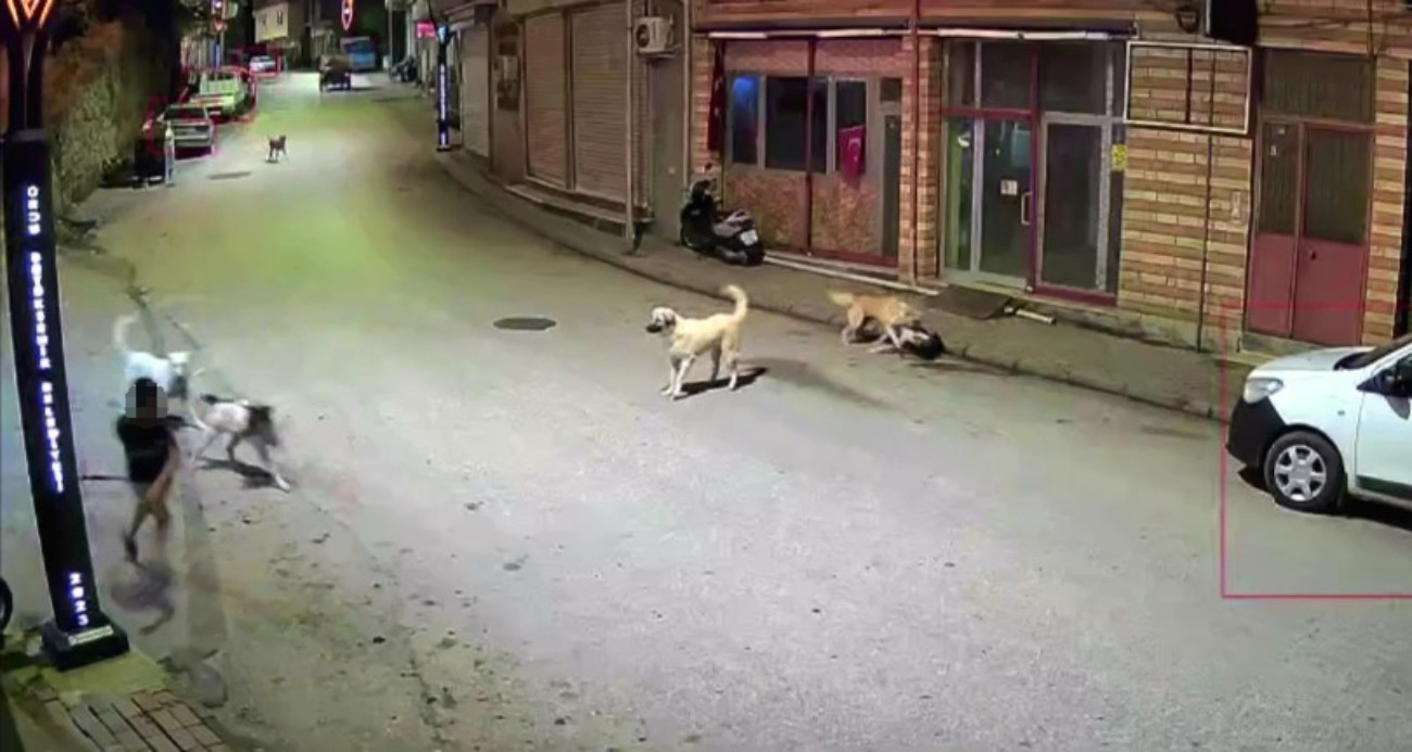 ordu-da-kucuk-cocuk-sokak-kopeklerinin-saldirisina-ugradi