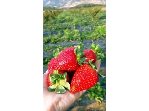 Sakarya’da Çilek Hasadı Başladı