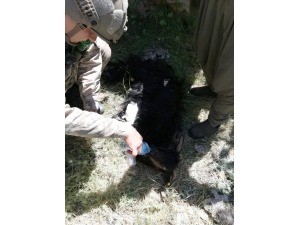 Kayıp Keçinin İmdadına Mehmetçik Yetişti