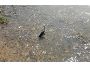 Yaralı Hayvanlar Tedavi Edilip, Doğal Ortamına Bırakıldı