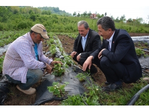 Çilekte Bereketli Sezon Beklentisi