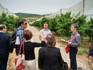 Güney Korelilerin Ağzı Salihli Kirazıyla Tatlanacak
