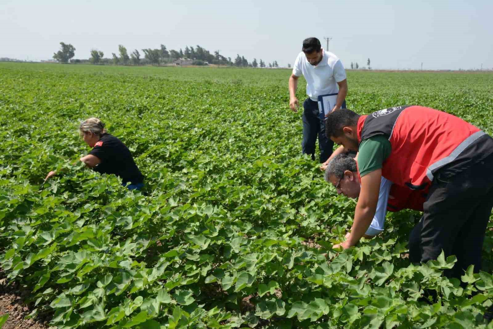 hatay-da-pamuk-soya-ve-aycicegi-uretim-alanlari-kontrol-edildi