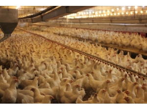 Türk Tavukçular İhracatta Avrupa Ülkeleriyle Yarışıyor