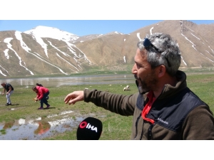 Bilim İnsanları Van’daki Karayosunlarını Araştırdı