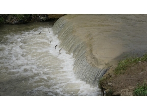 Uçan Balıklar Bu Kez Şehir Merkezine Göç Etti