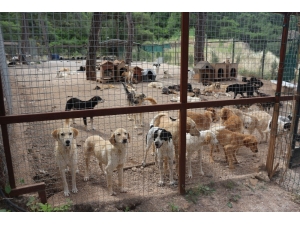 Mahayko Başkanı Onur: “Sosyal Medyada Linç Kampanyası Yürütülüyor”