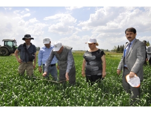 Tarım Ve Orman Müdürü Sever, ‘Süne-sürvey’ Çalışmalarını İnceledi