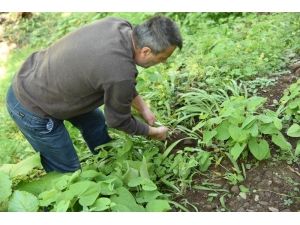 İlaç Sanayinin Gözdesi Kardelen Soğanı Artvin’de Sökülmeye Başlandı