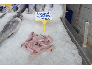 İskorpit Tezgahlarda