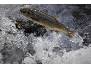 Göç Eden Balıkların Önündeki Engeller Temizlendi