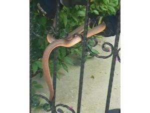 Apartman Girişine Dolanan 1 Buçuk Metrelik Yılan Böyle Kurtarıldı