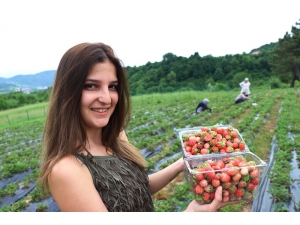 Fiyatı 40 Tl’yi Bulan Osmanlı Çileği Yok Satıyor