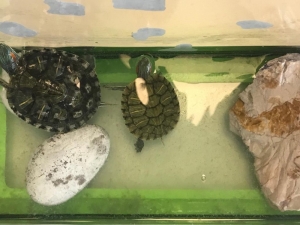 Minikler, 23 Mayıs Dünya Kaplumbağalar Gününü Kutladı