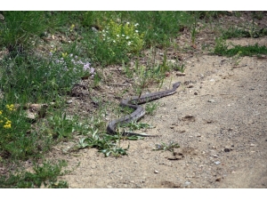 Oltu’da Hopa Engereği Görüldü