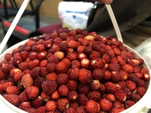 Dağ Çileğinin Kilosu 80 Tl