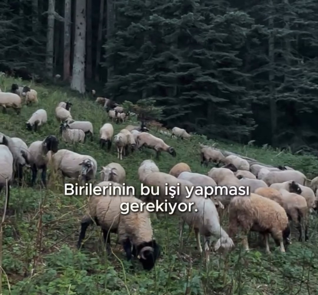 belediye-baskani-bozkurt-tan-hayvan-yetistiriciligine-destek
