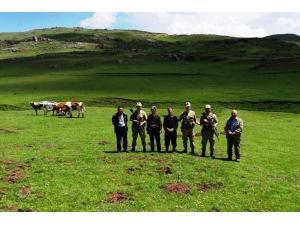 Kaybolan Hayvanları Jandarma Drone İle Buldu