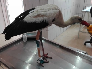 Yaralı Leylek Belediyeye Sığındı