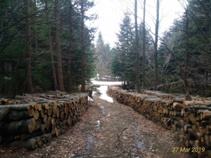 Uludağ’da Yol Bahanesiyle Ağaç Kesilmesine Tepki