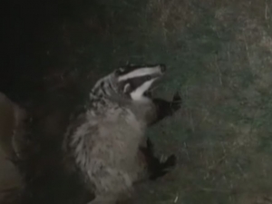 Tunceli’de Koruma Altındaki "Porsuk" Görüntülendi