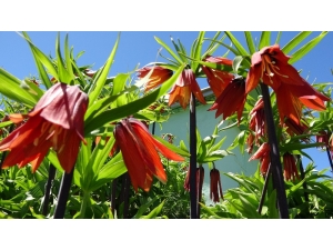 Görsel Şölenlerini Sunan Ters Laleler Solmaya Başladı