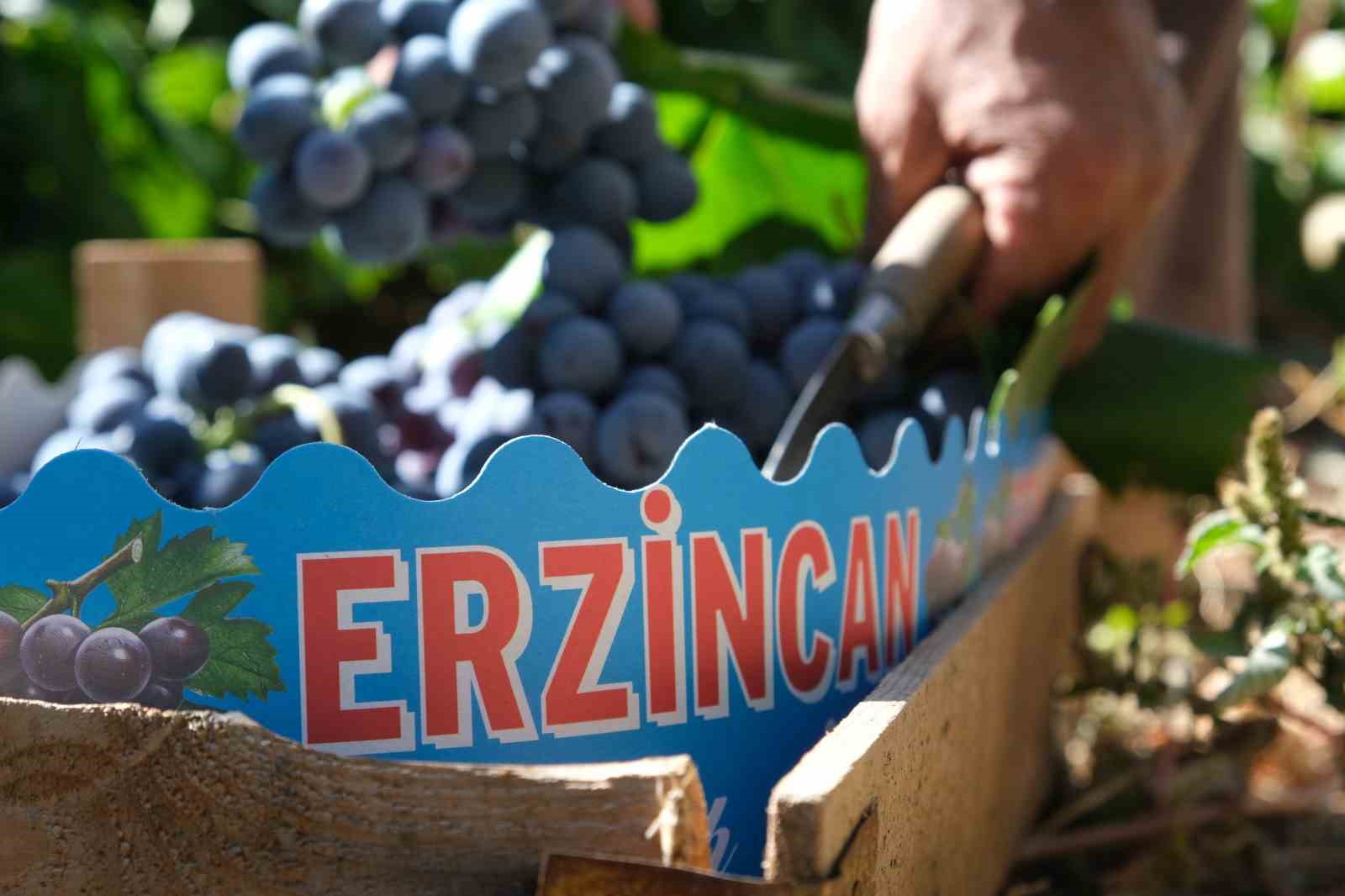 erzincan-in-siyah-incisi-cimin-uzumunde-hasat-zamani
