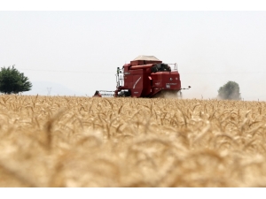Kozan’da Buğday Sezonu Açıldı