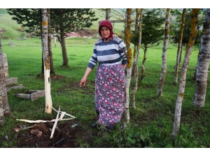 Yıldırım Ağacı İkiye Böldü, Toprağa Kanal Açtı