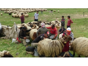 Göçerlerin Zorlu Yayla Yolculuğu Sürüyor