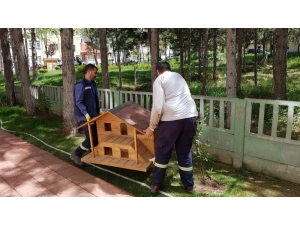 Kedi Evlerinin Sayısı Gün Geçtikçe Artıyor