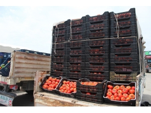 Antalya Hal’inde Domates 1 Liraya Kadar Düştü