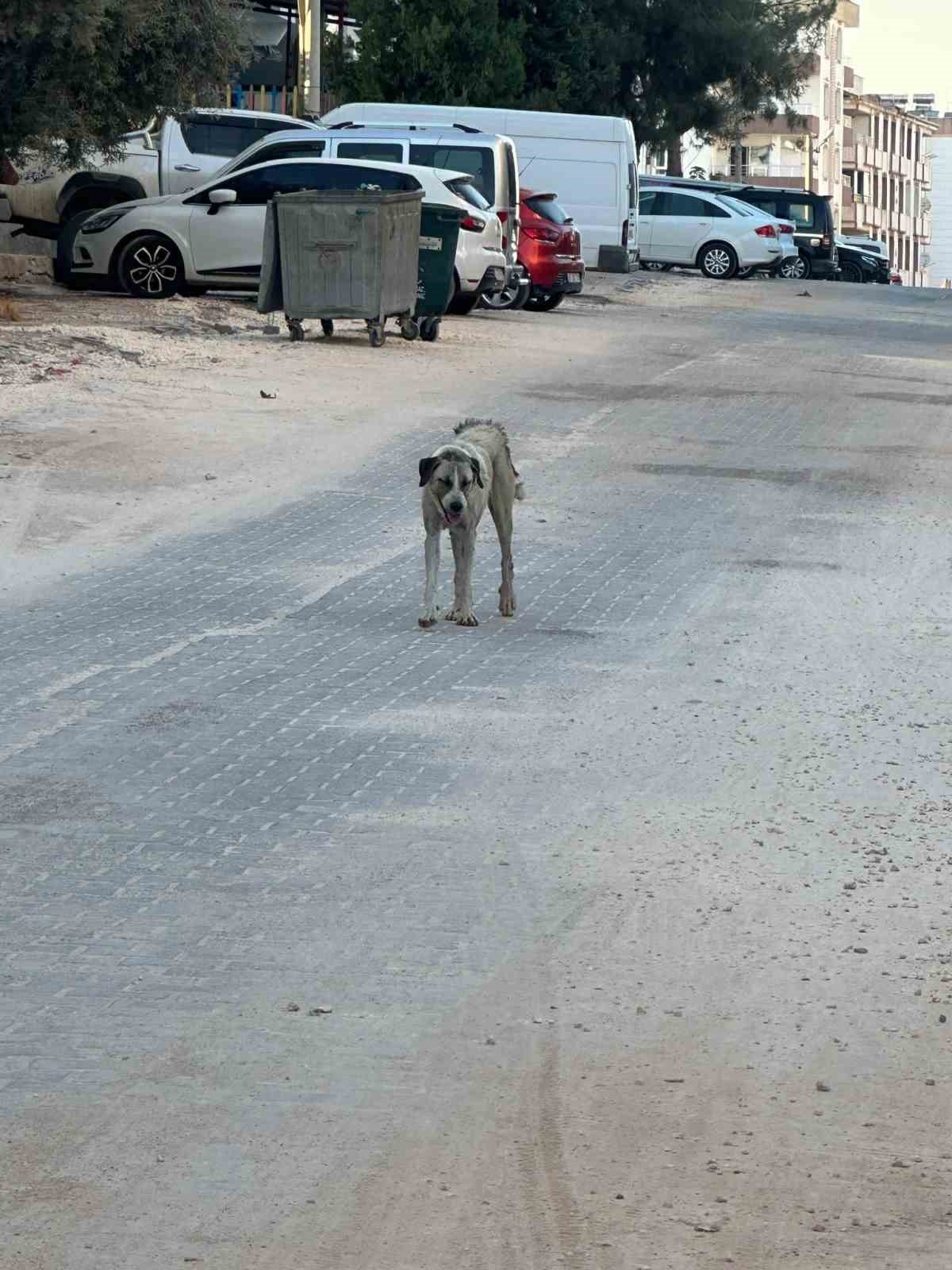 halfeti-de-sahipsiz-kopegin-saldirdigi-cocuk-yaralandi