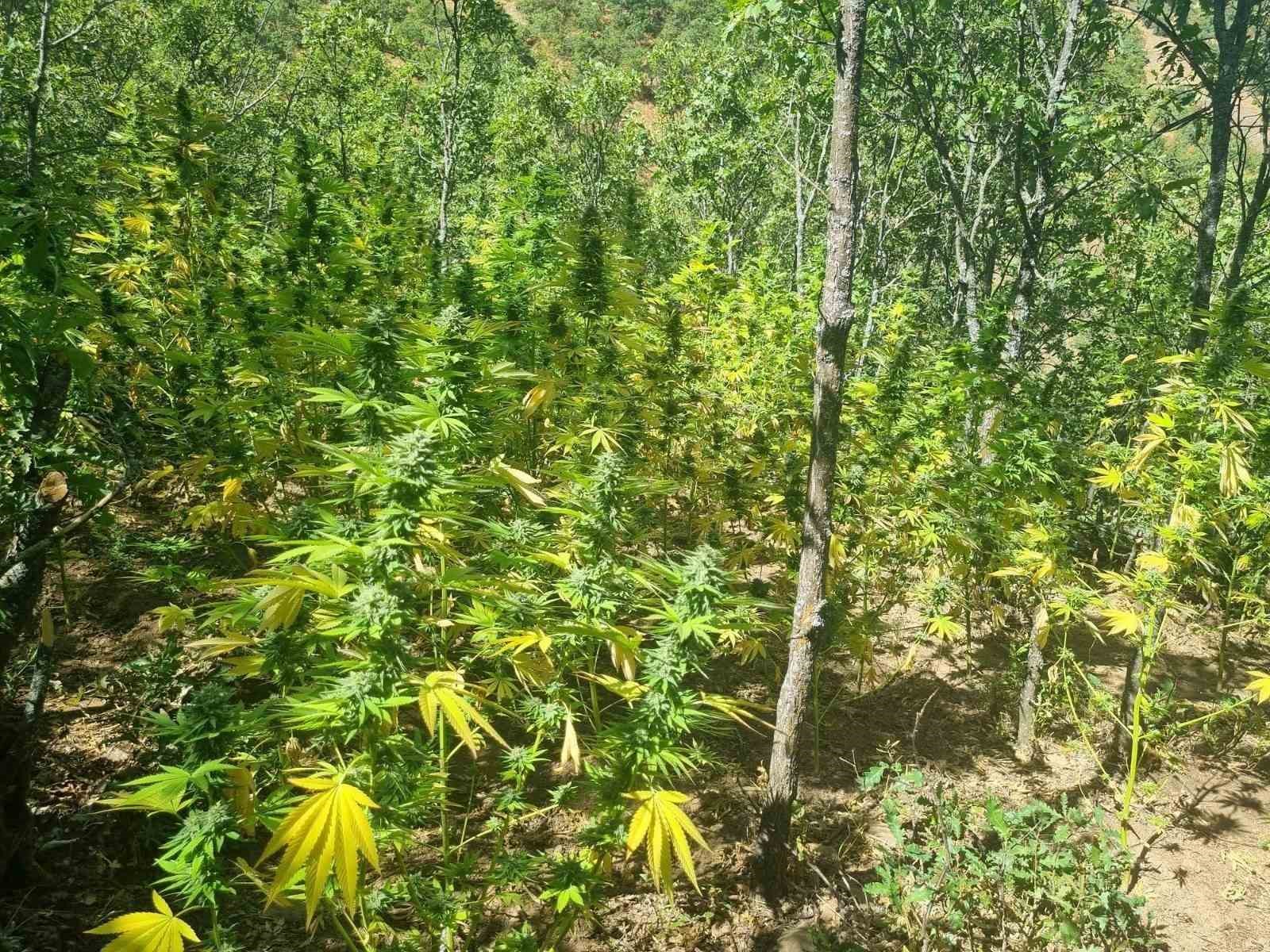 bingol-de-19-bin-kok-kenevir-ele-gecirildi