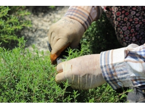 Zahter Diyarında Hasat Mesaisi