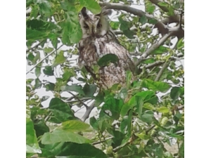 Diyarbakır’da Nesli Tükenmekte Olan Boynuzlu Baykuş Görüldü