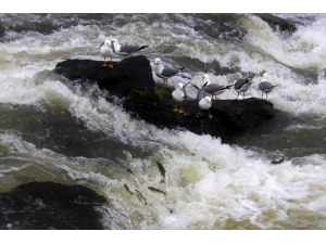 Martılarla İnci Kefallerin Var Olma Mücadelesi