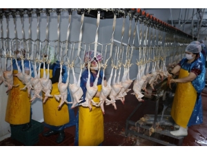 Diyarbakır’dan Avrupa Ve Afrika’ya Tavuk İhracatı