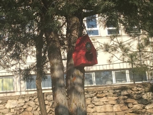 Ağaçlara Kuş Evler Monte Edildi