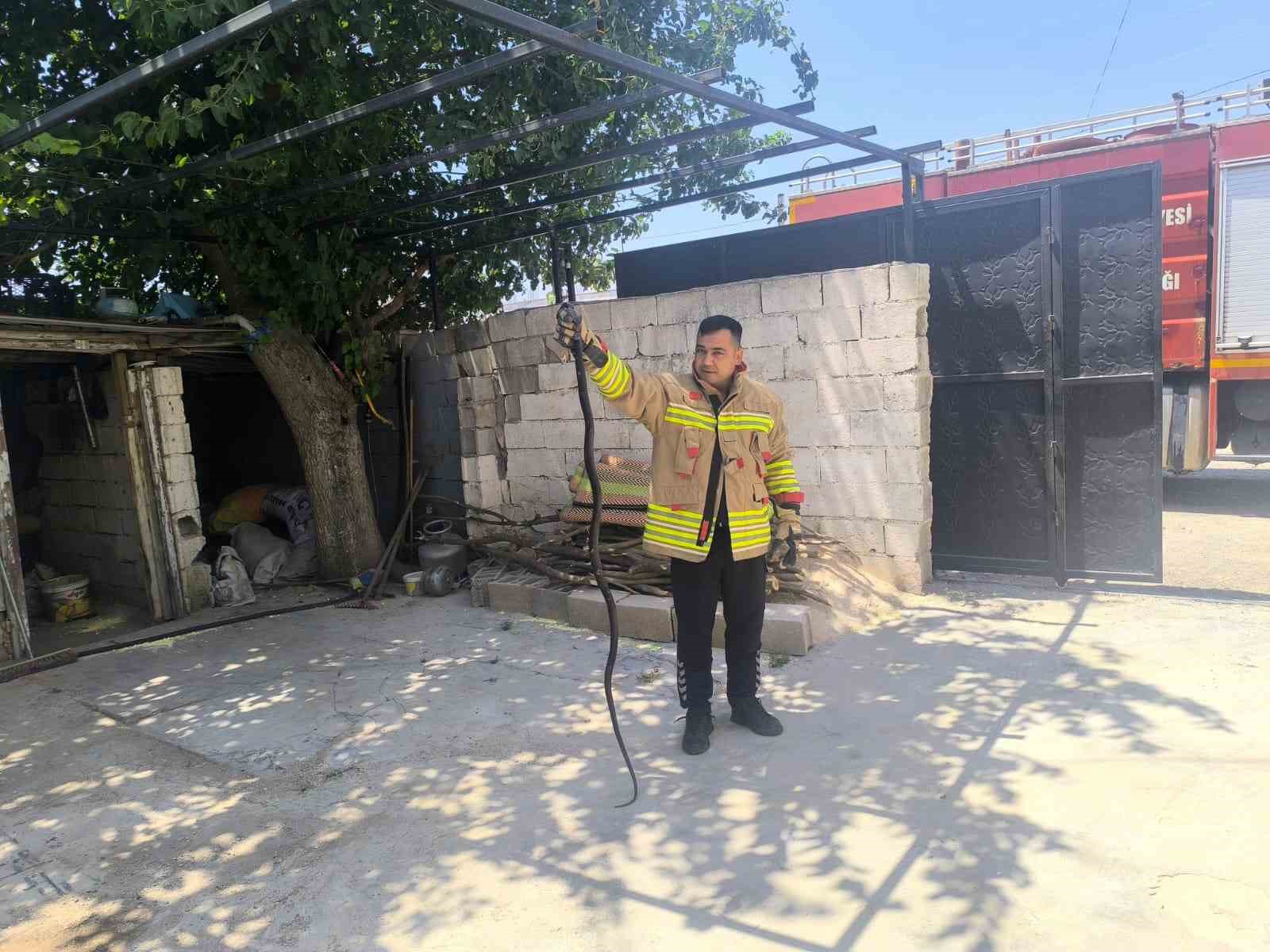 evin-bahcesinde-gorulen-2-karayilan-panige-neden-oldu