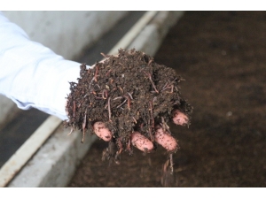 "Solucan Gübresi İşinden Ayda 10 Bin Tl Gelir Elde Etmek Mümkün"